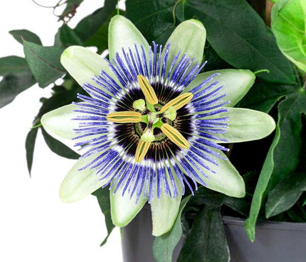 Passionsblume, Pyramide, verschiedene Sorten