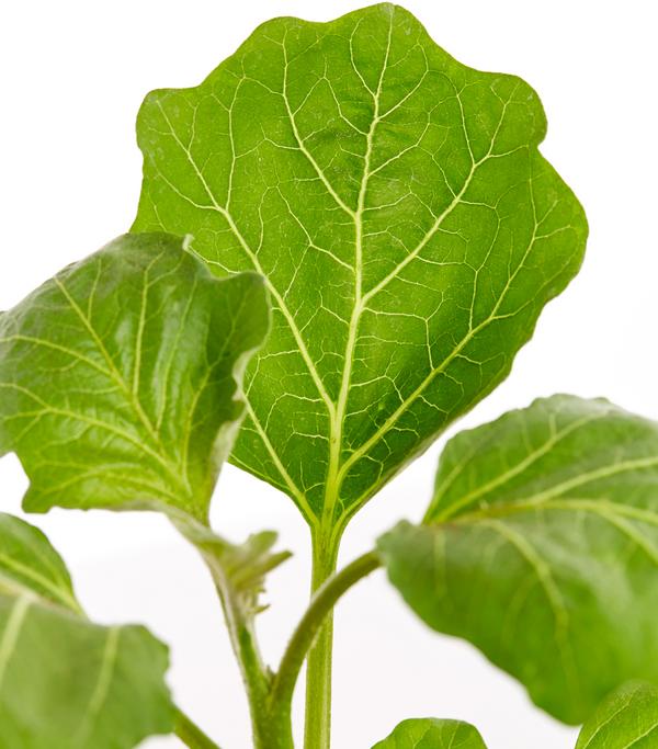 Dehner Gourmet Garten Tigeraubergine