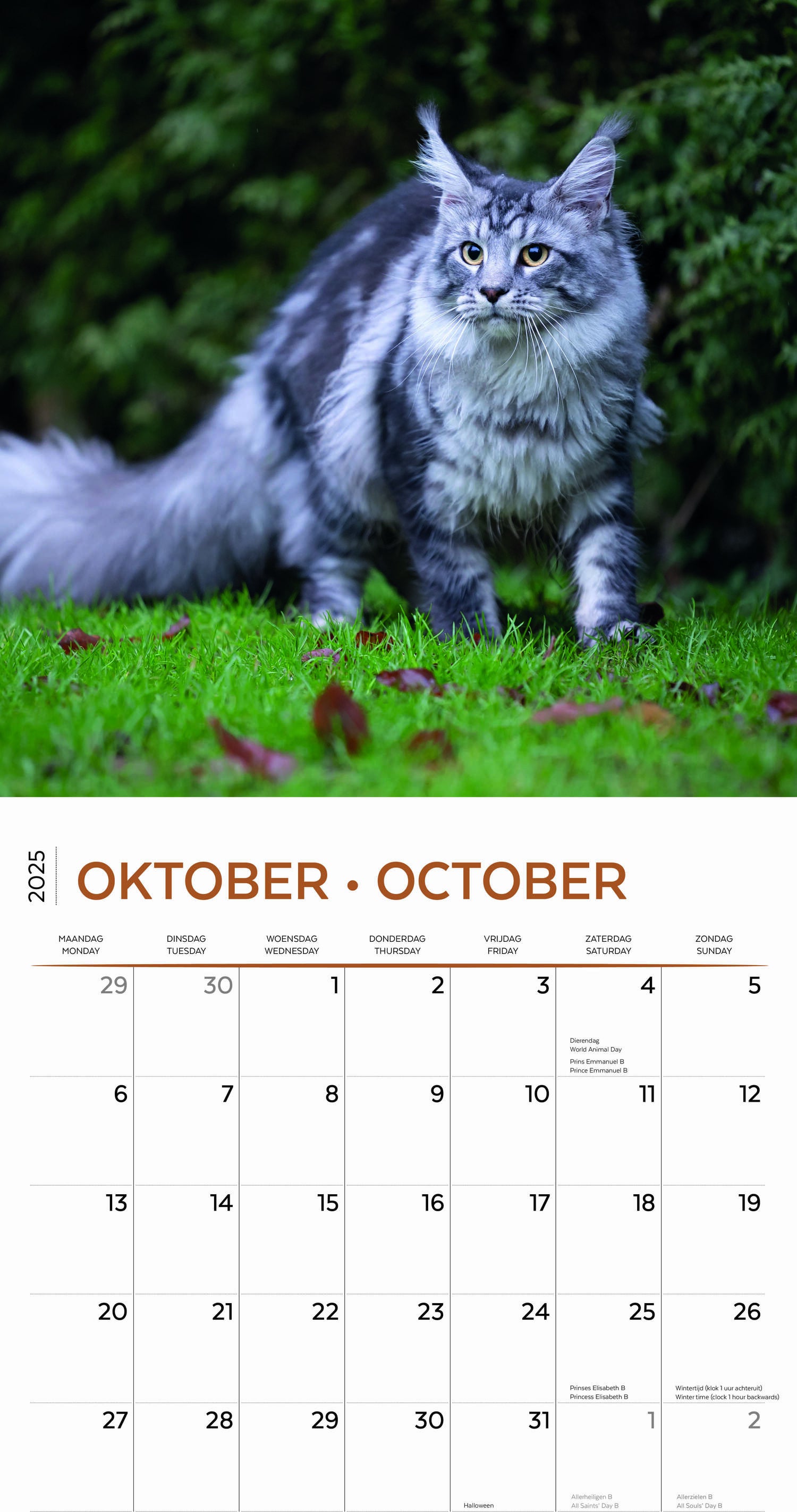 Plenty Gifts kalender maine coone 30 x 30 x 0,5 cm