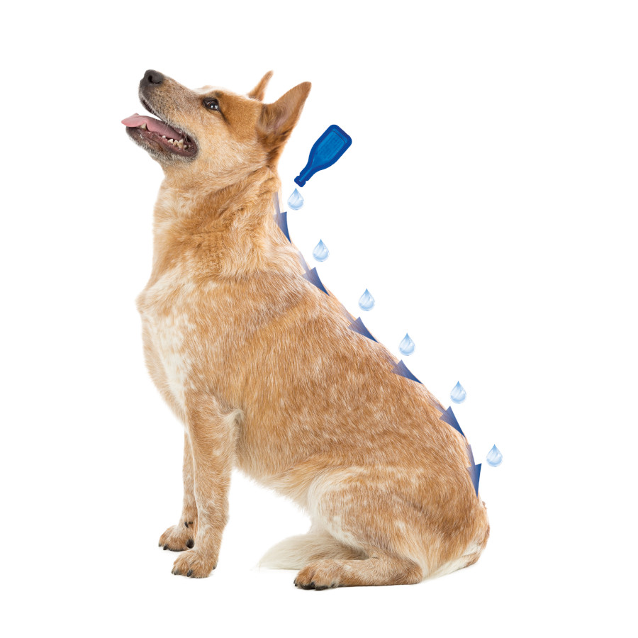 Pipetas antiparasitárias Beaphar Caniguard Duo para cães de pequeno porte