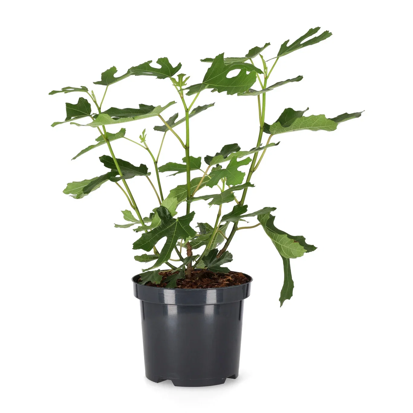 Ficus carica LITTLE MISS FIGGY ('Lmf01') Fiken LITTLE MISS FIGGY Ø19 cm