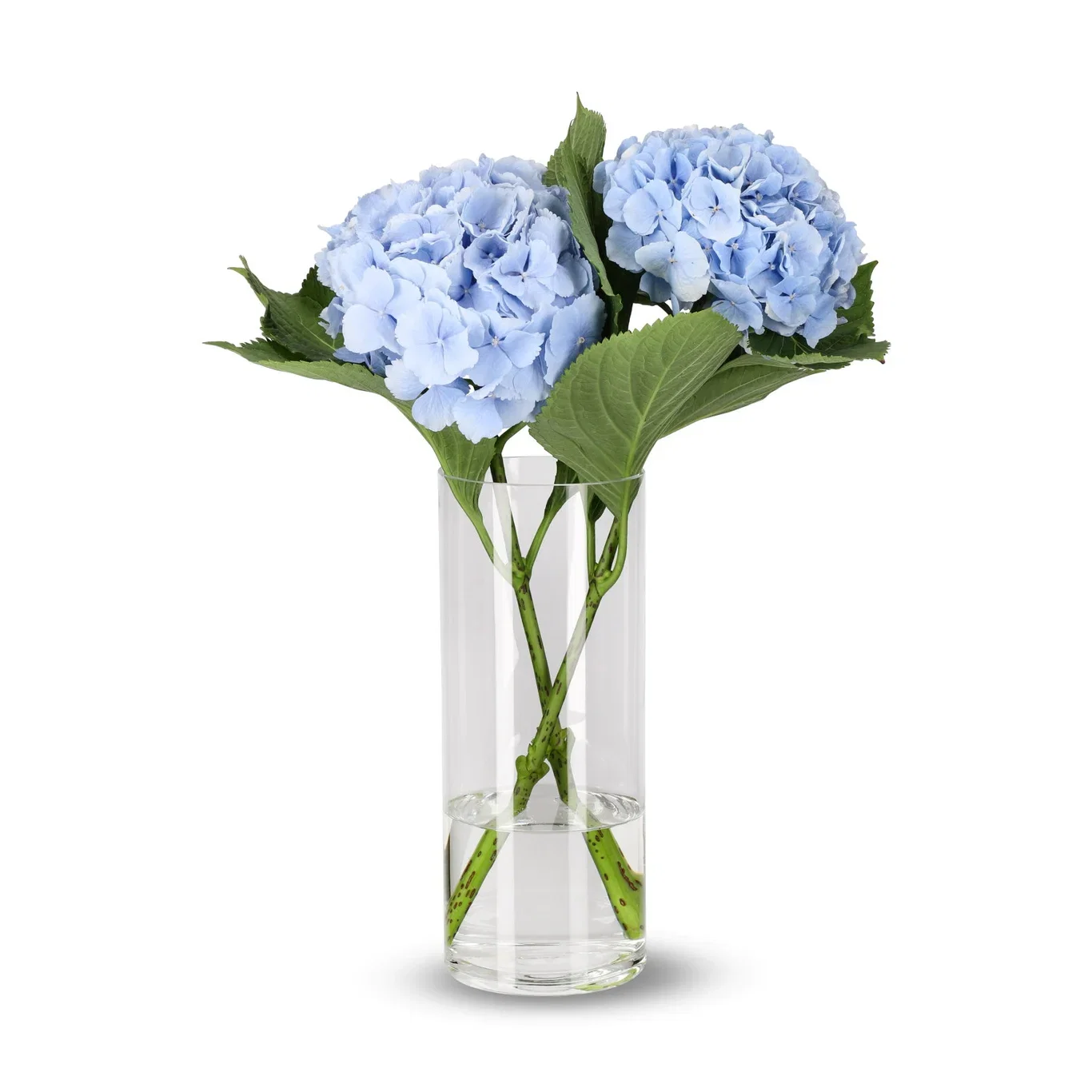 Hortensia 2 pk Høyde 50 cm