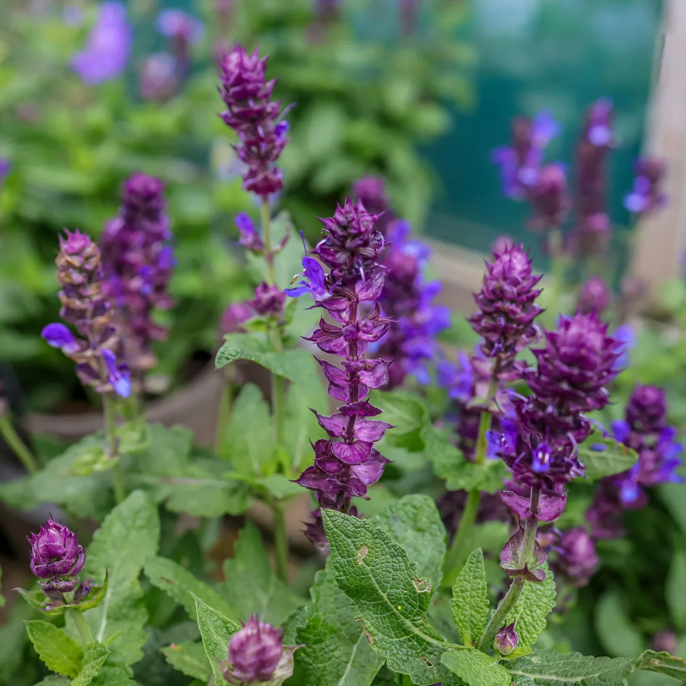 Salvia nemorosa BLUE MARVEL Steppesalvie BLUE MARVEL Ø17 cm