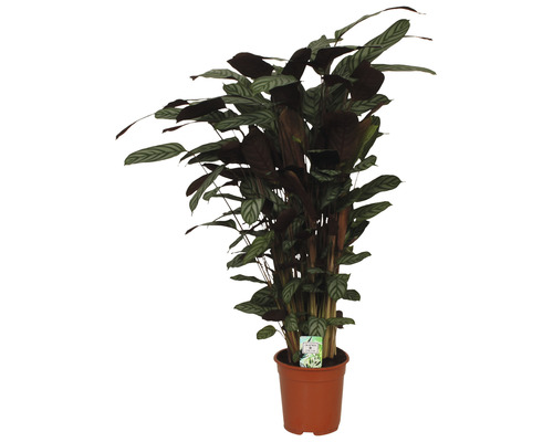 Calathea 'Compactstar' (FloraSelf) H 80-90 cm Ø 21 cm pot