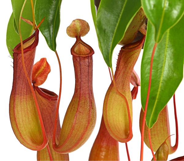 Kannenpflanze - Nepenthes alata, Ampel