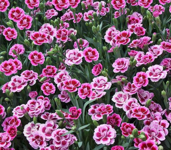 Garten-Nelke 'Pink Kisses®'