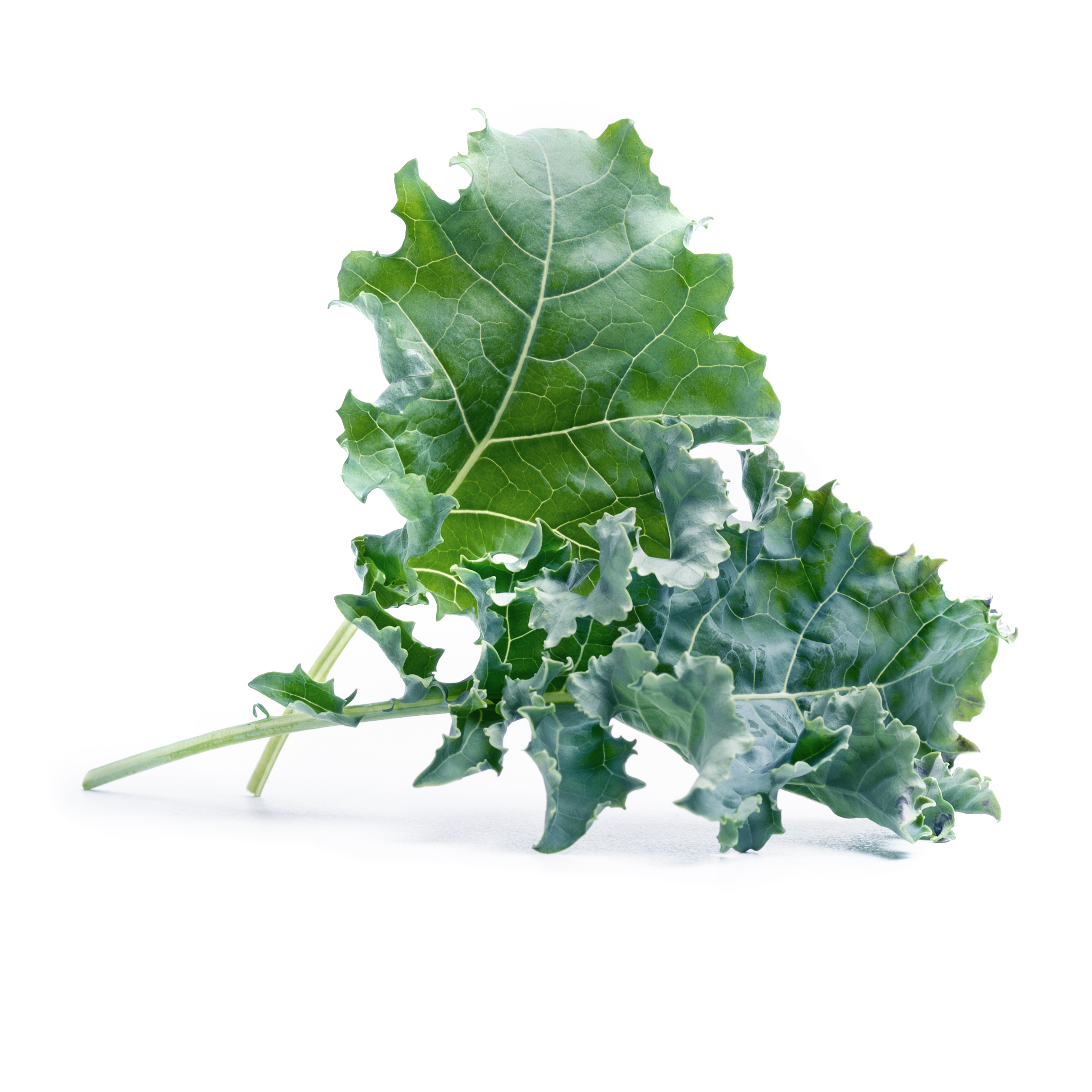 Lingot chou kale bio - recharge prête à l'emploi