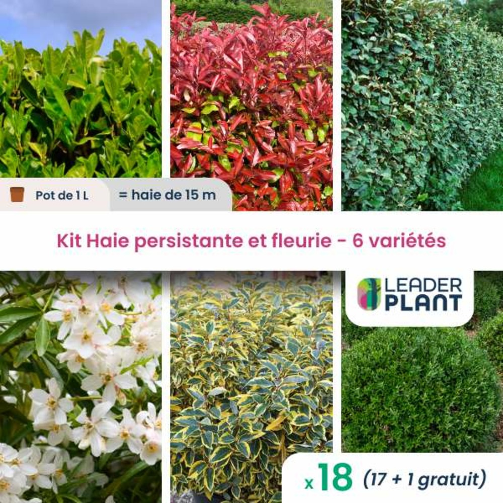 Kit haie persistante et fleurie 6 variétés – lot de 18 plants en pot de 1 l