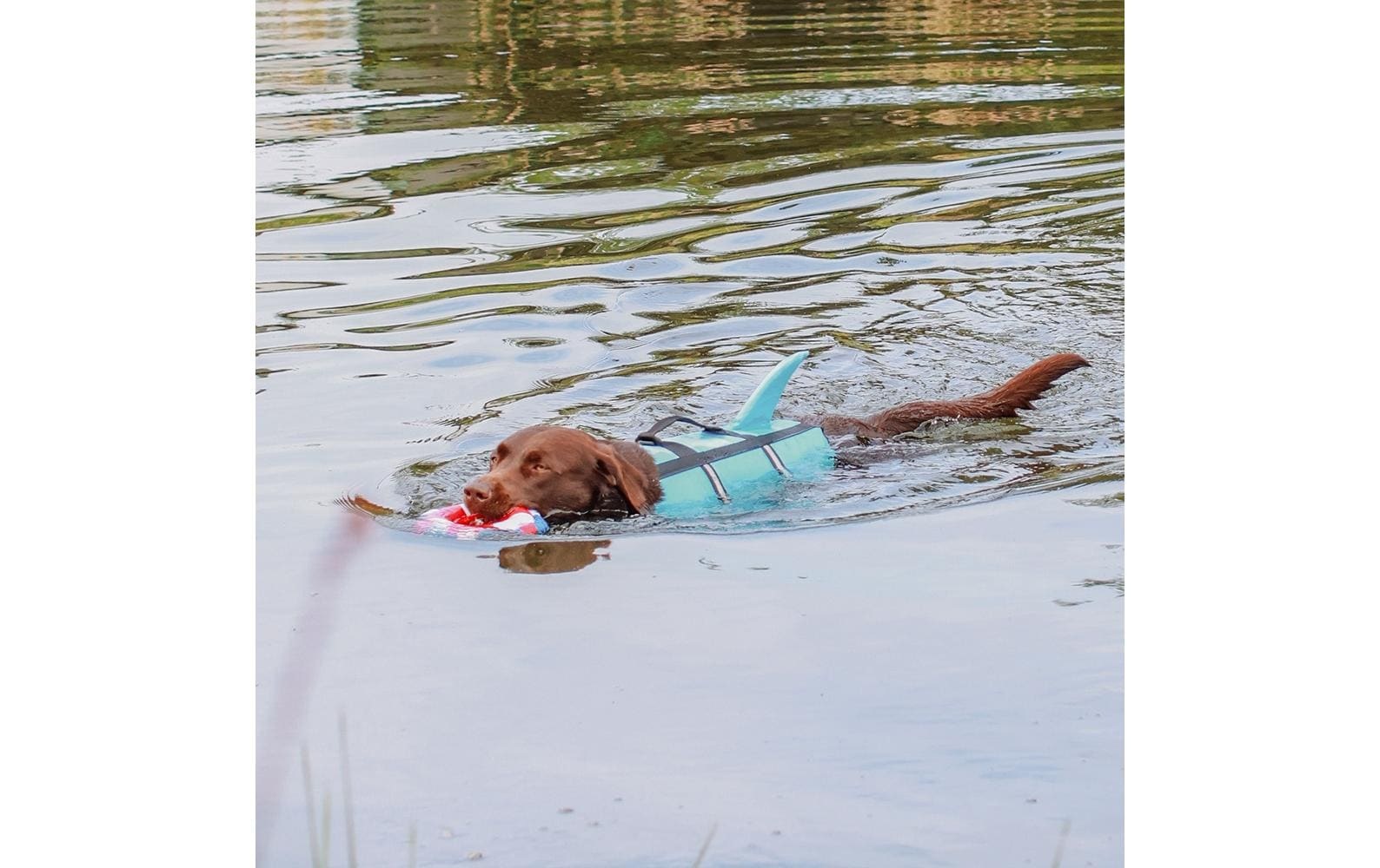 Nobby Hundeweste »Sharki XS, 25 cm«