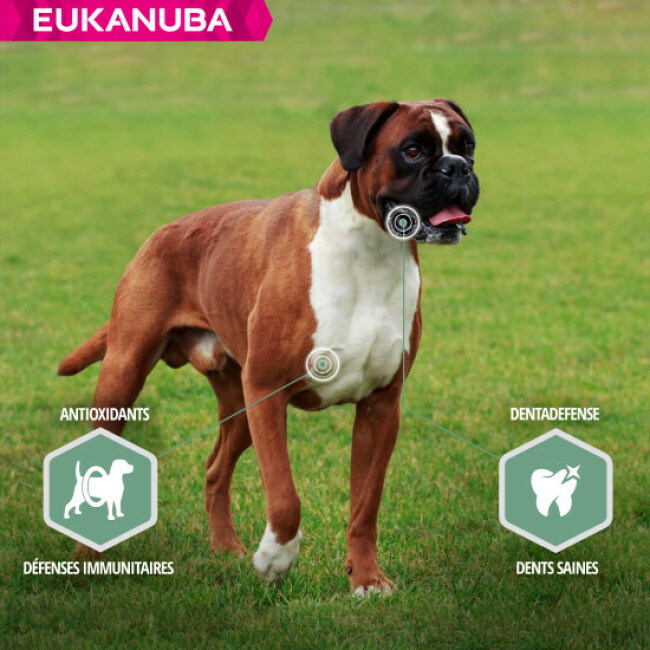 Croquettes Eukanuba Adulte Daily Care Articulations Sensibles
