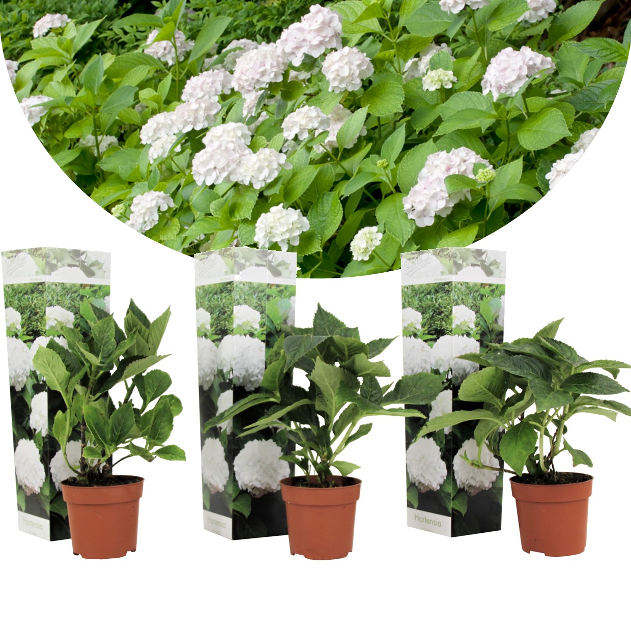 Hydrangea macrophylla - blanc - set de 3 - hortensia - pot 9cm - hauteur 25-40cm