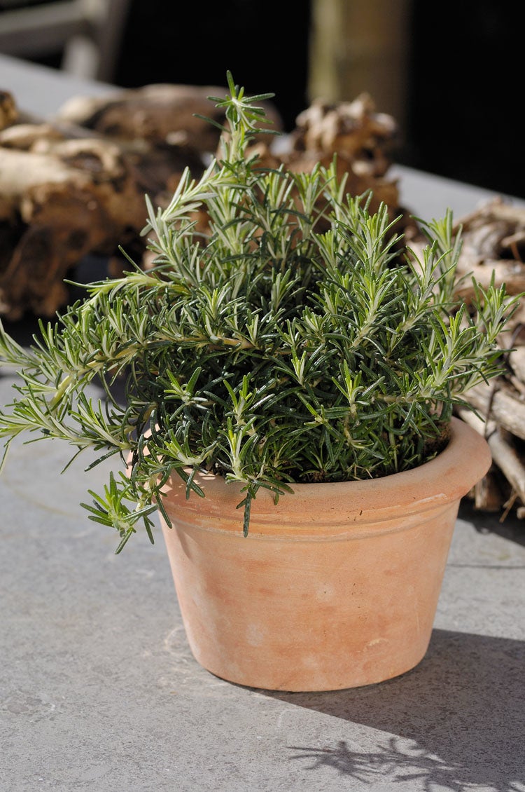 Biologische Kruiprozemarijn (Rosmarinus officinalis 'Capri') D 13 H 15 cm