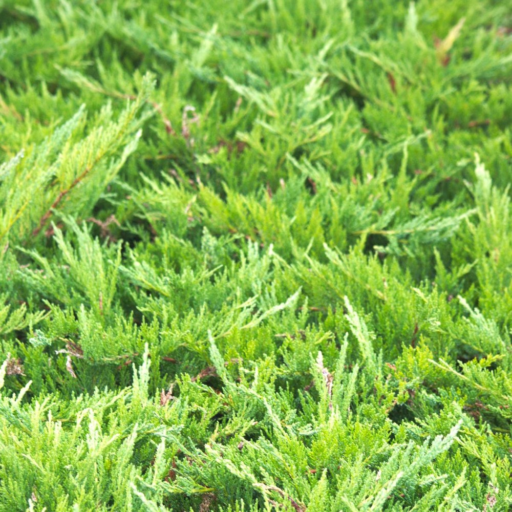 Genévrier sabine sabina tamariscifolia/juniperus sabina tamariscifolia[-]pot de 5l - 40/60 cm