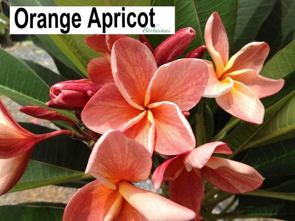 Plumeria rubra 