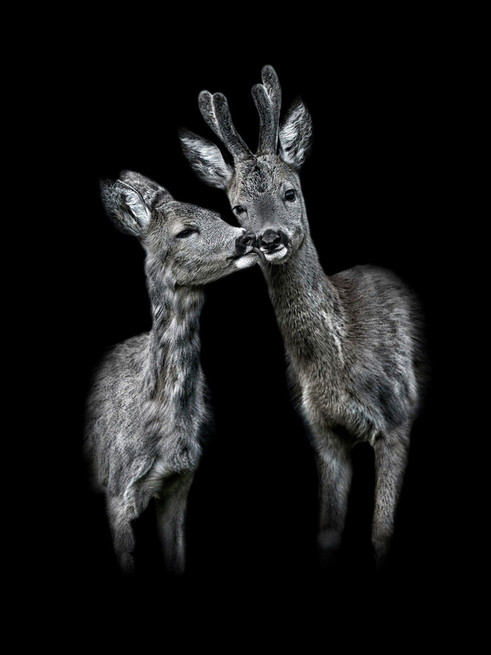 Der Kuss by Claudio Gotsch - Darlings - Small Limited Edition. 30x40.