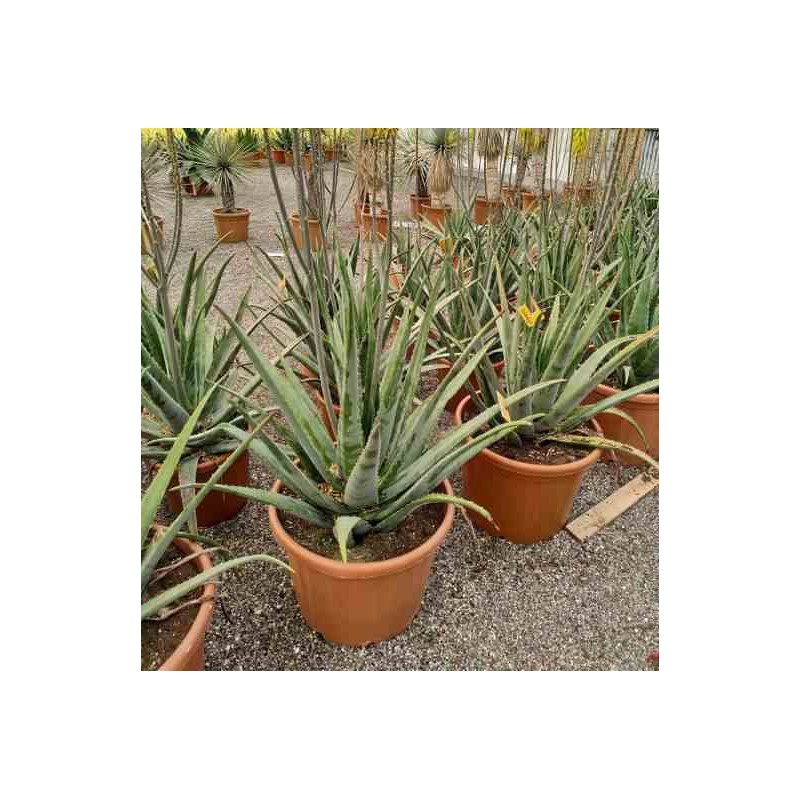 Aloe vera (syn. A. Barbadensis) taille pot de 70l - 80/100cm
