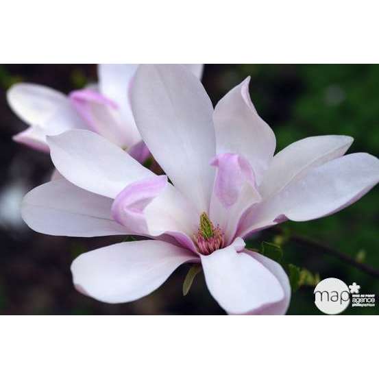 Magnolia x Pinkie : conteneur rond carré de 5 L