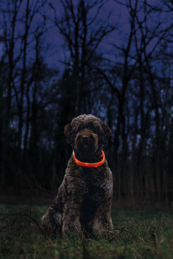 Beeztees Safety Gear Glowy USB - Lichtgevende Halsband - Hond - oranje - 2.5 cm