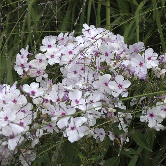 Kruipphlox (Phlox subulata 'Amazing Grace') D 9 H 10 cm