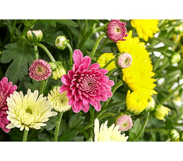 Garten Chrysanthemen-Trio
