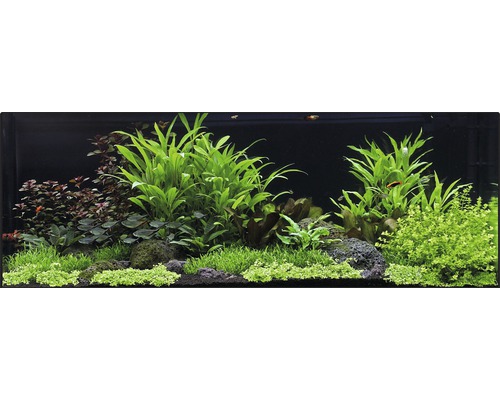 XXL aquarium waterplantenpakket 