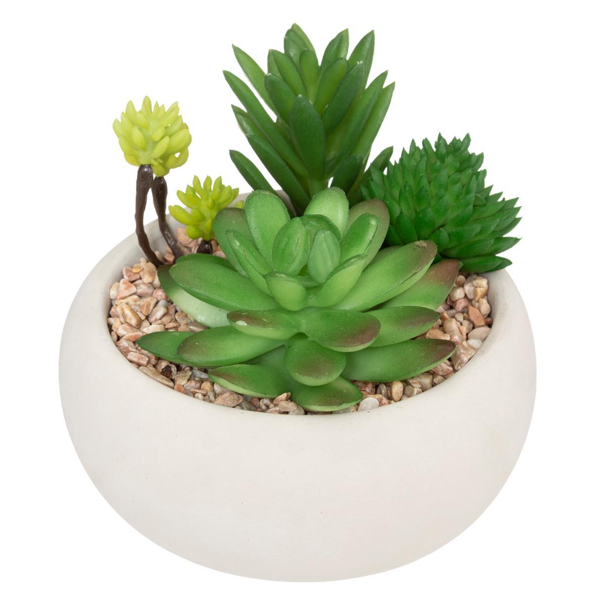 PLANTE GRASSE POT CIMENT MIKI BLANC H.10CM