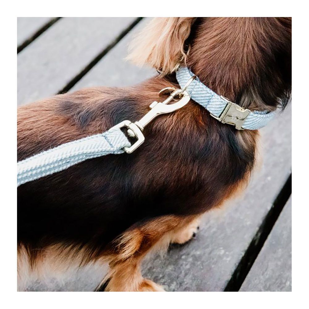 Kentucky LAINE -  Collier pour chien bleu clair