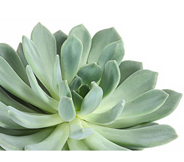Echeverie - Echeveria Hybride, verschiedene