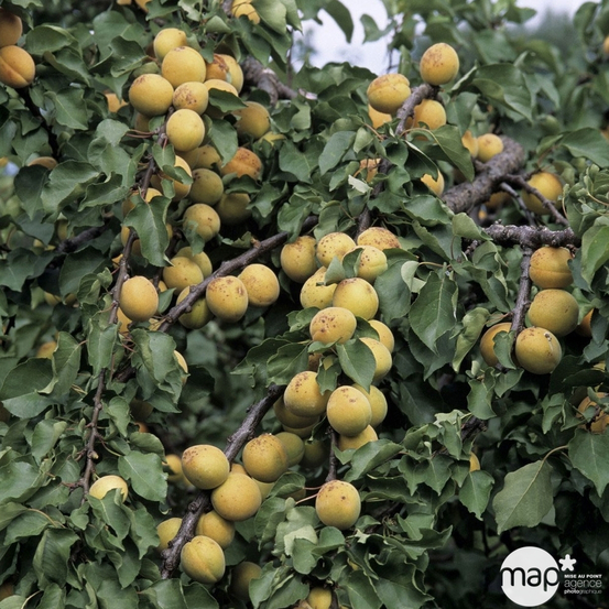 Abricotier Bergeron en gobelet 2 ans d'âge - pot 7,5L