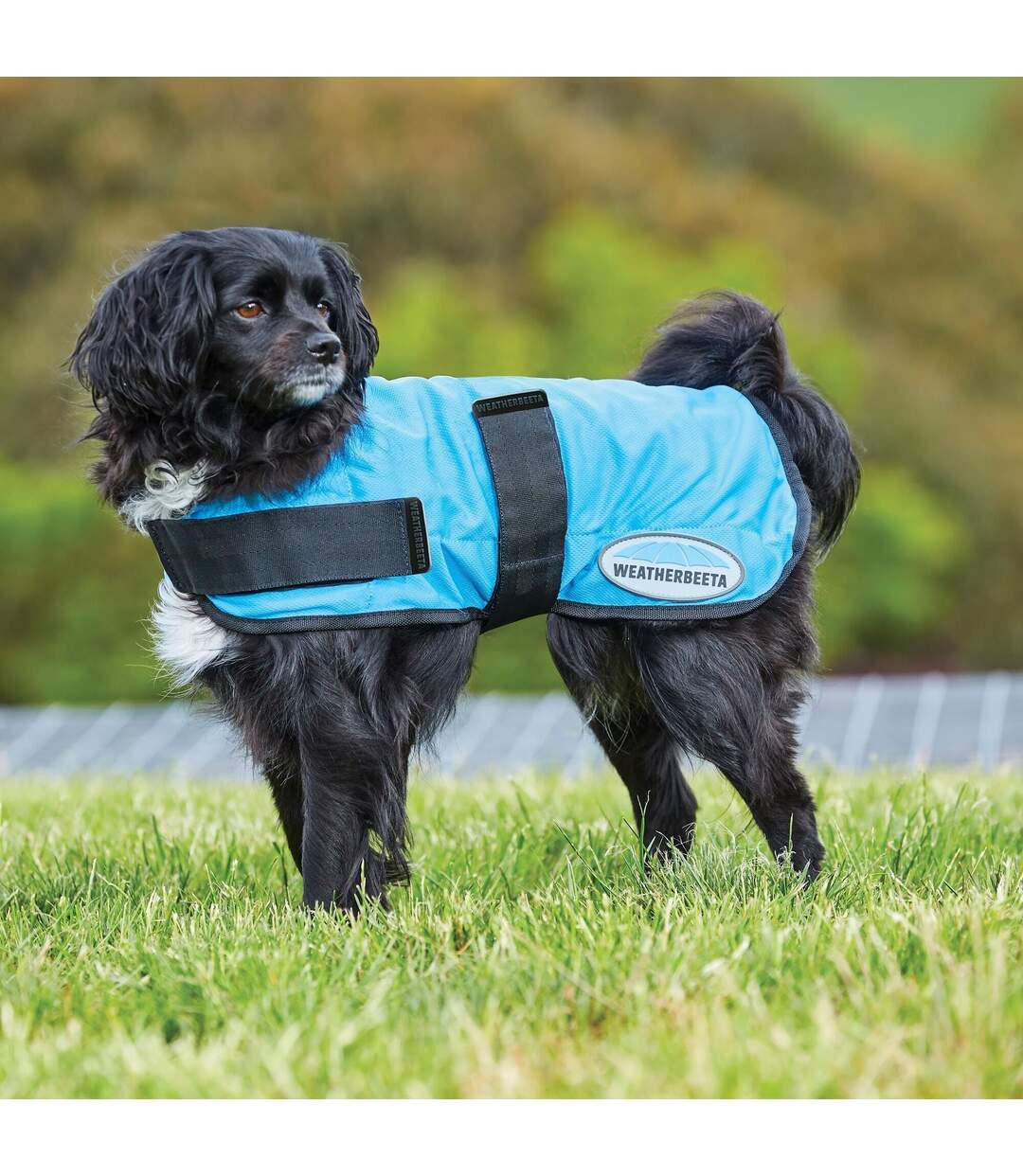 Weatherbeeta - Manteau rafraîchissant pour chiens THERAPY-TEC (Bleu) (60 cm) - UTWB1509