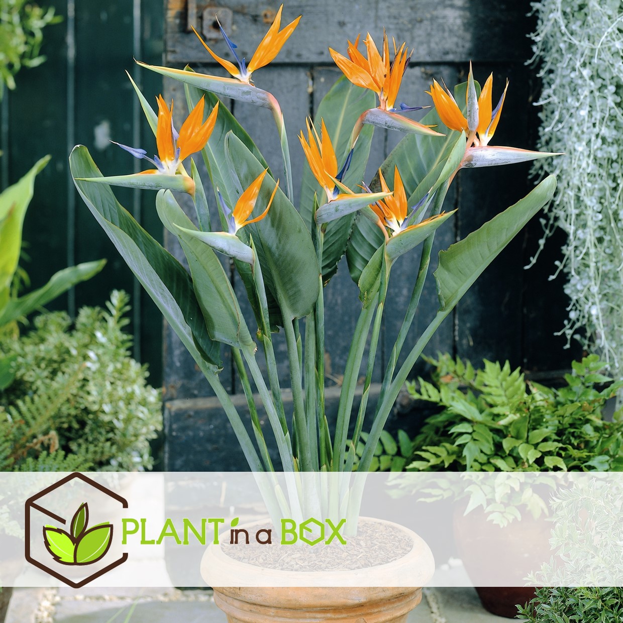 Strelitzia reginea - set de 6 - pot 9cm - hauteur 25-40cm
