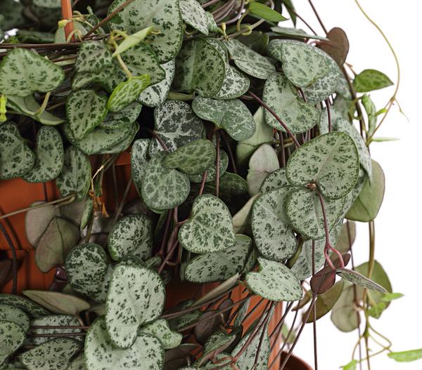 Leuchterblume - Ceropegia woodii, Ampel