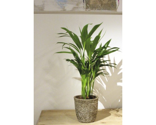 Goudpalm (Dypsis lutescens) FloraSelf, H 40-60 cm, Ø 12 cm pot