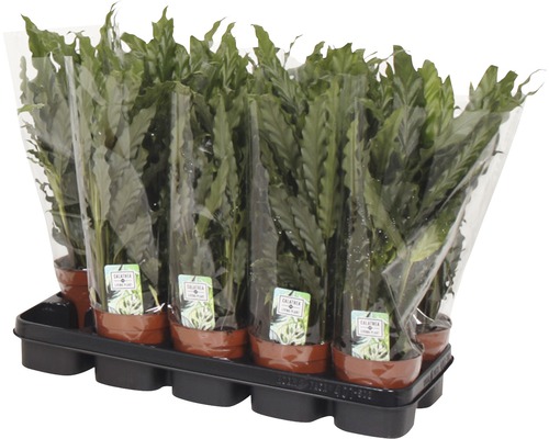 Mand Marante 'Blue Grass' FloraSelf Calathea rufibarba 'Blue Grass' H 34-45 cm Ø 12 cm pot