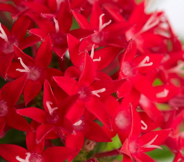 Fünfzahlstrauch - Pentas lanceolata,