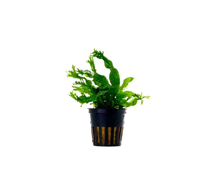 Samambaia Microsorum Pteropus Windelov