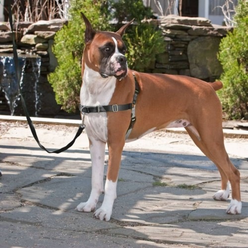 Coleira Easy Walk para cães, preta