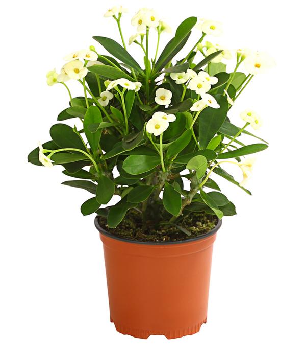 Christusdorn - Euphorbia milii