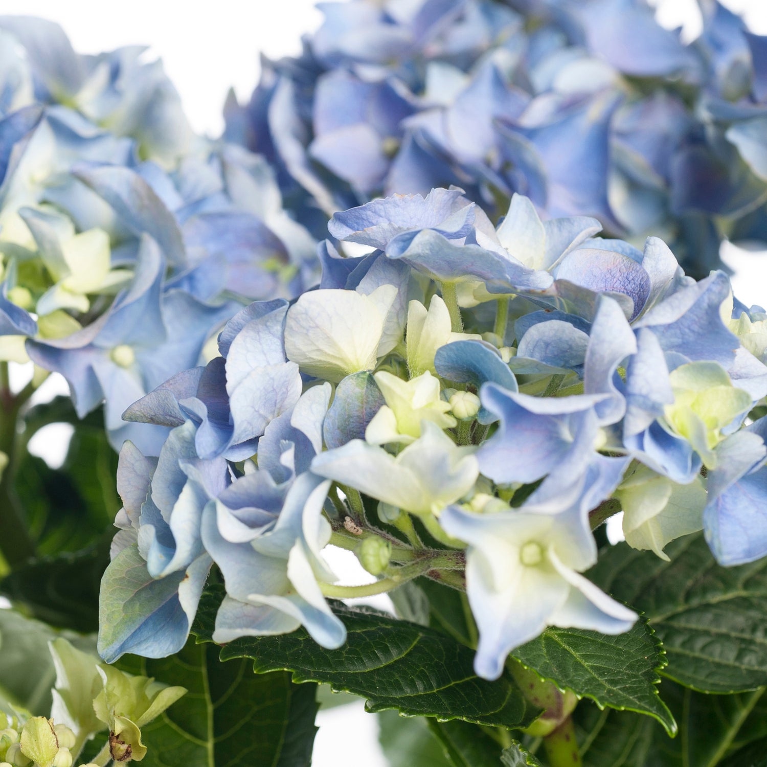 Hortensia (Hydrangea macrophylla) blauw D 10 H 20 cm