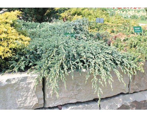 Grondjeneverbes FloraSelf Juniperus squamata 'Blue Carpet' H 20-30 cm Co 2 L