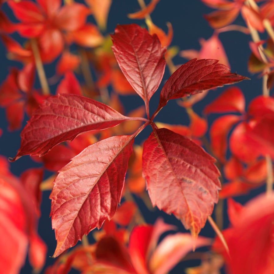 Wilde wingerd (Parthenocissus 'Engelmannii') D 23 H 117 cm