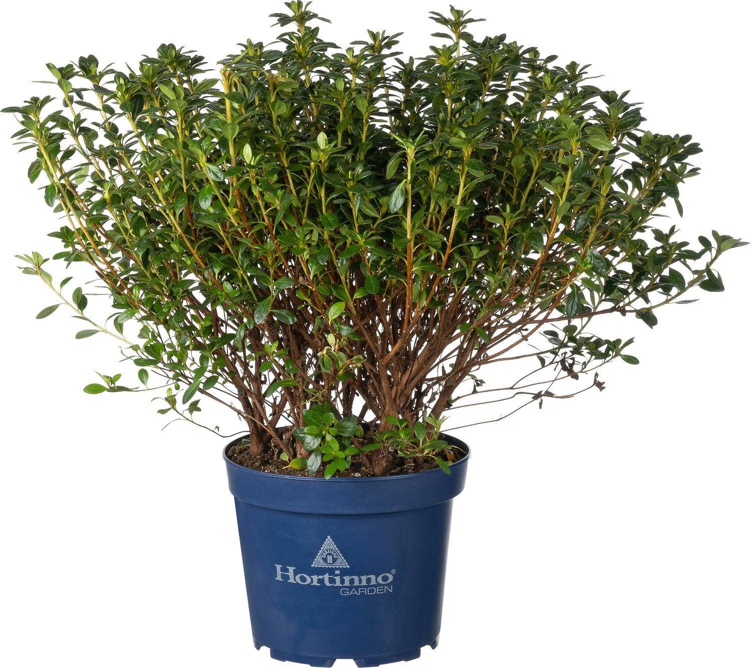 Japanse Azalea (Rhododendron japonica 'Evergreen') paars D 23 H 40 cm
