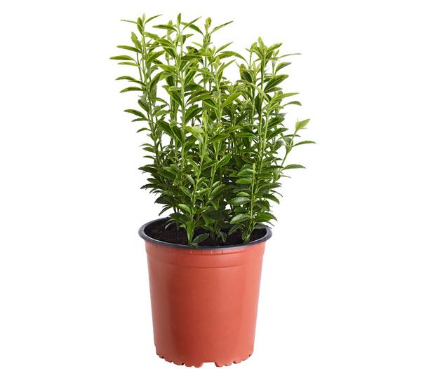 Kleinblättriger Spindelstrauch 'Microphyllus