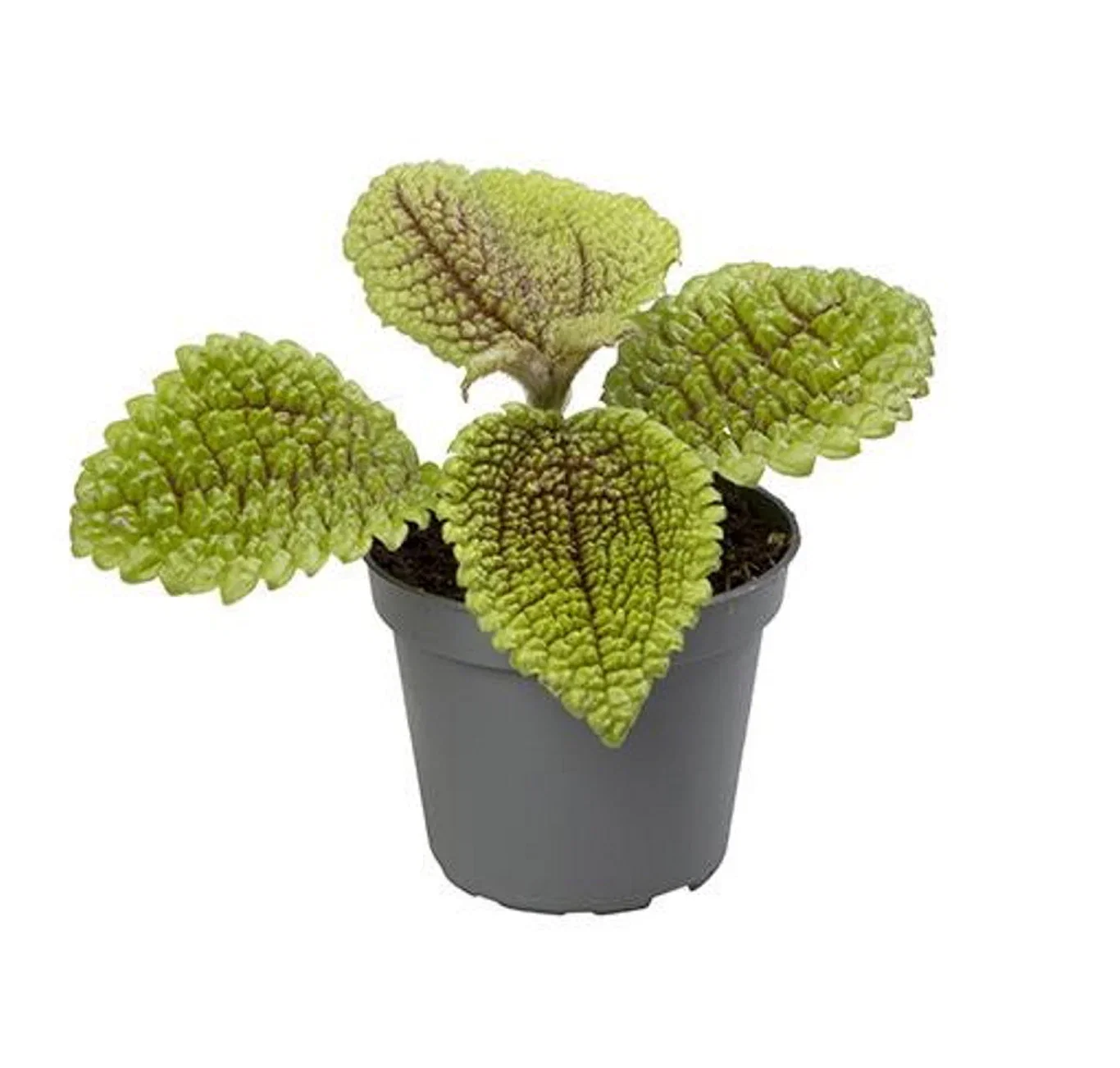 Pilea involucrata 'Moon Valley' Pilea 'Mon Valley' Høyde 8 cm