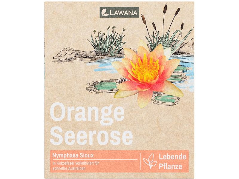 Lawana Echte Seerose Nymphaea Natura Coco «Sioux In Kokosfasern vorgewachsene Seerose