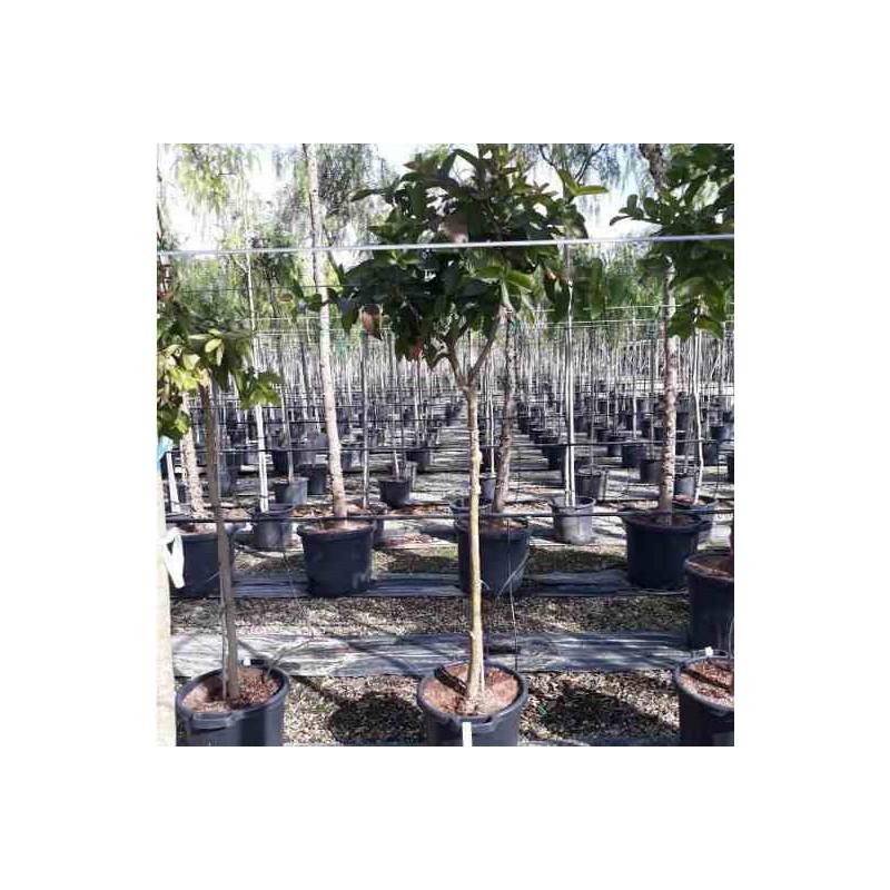 Goyave psidium guajava 