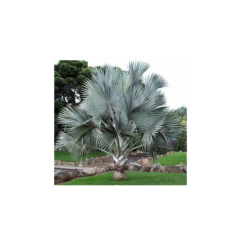 Bismarckia nobilis (palmier de bismarck) jaune - taille pot de 1 litre ? 15/30 cm