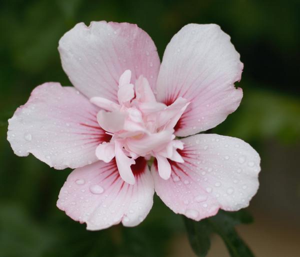 Hibiskus 'China Chiffon®' - Garten-Eibisch