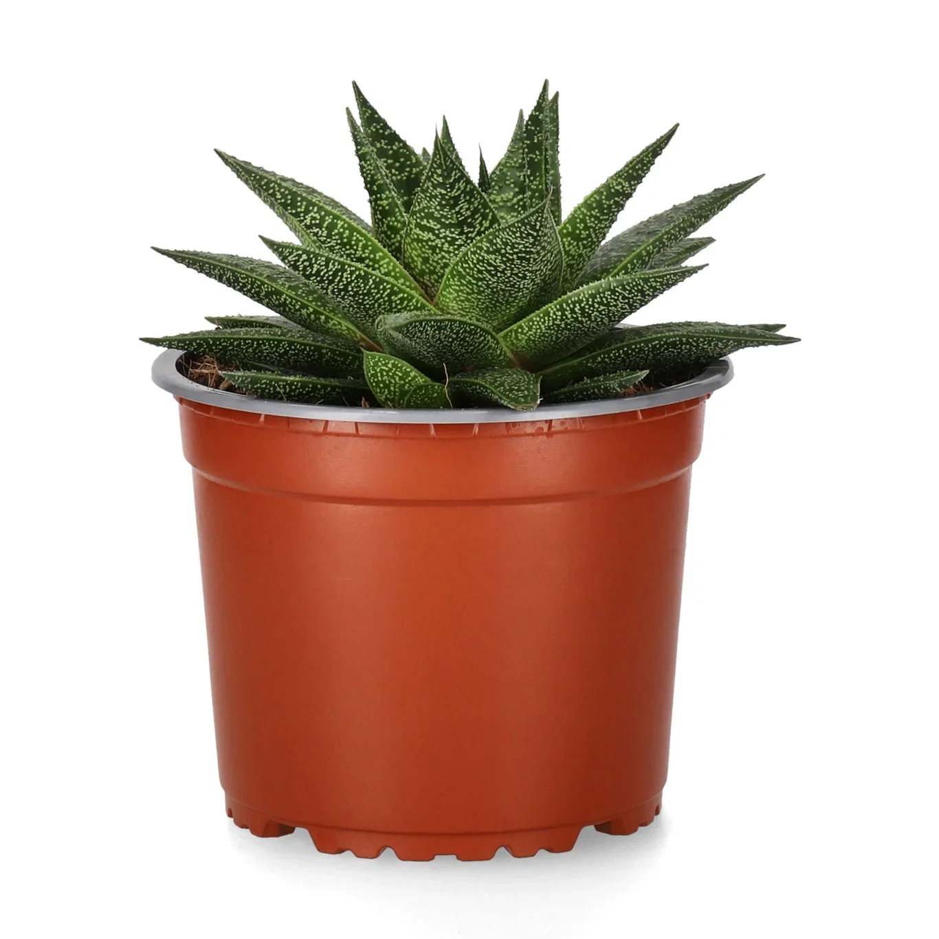 Gasteria noa Gasteria noa Høyde 20 cm