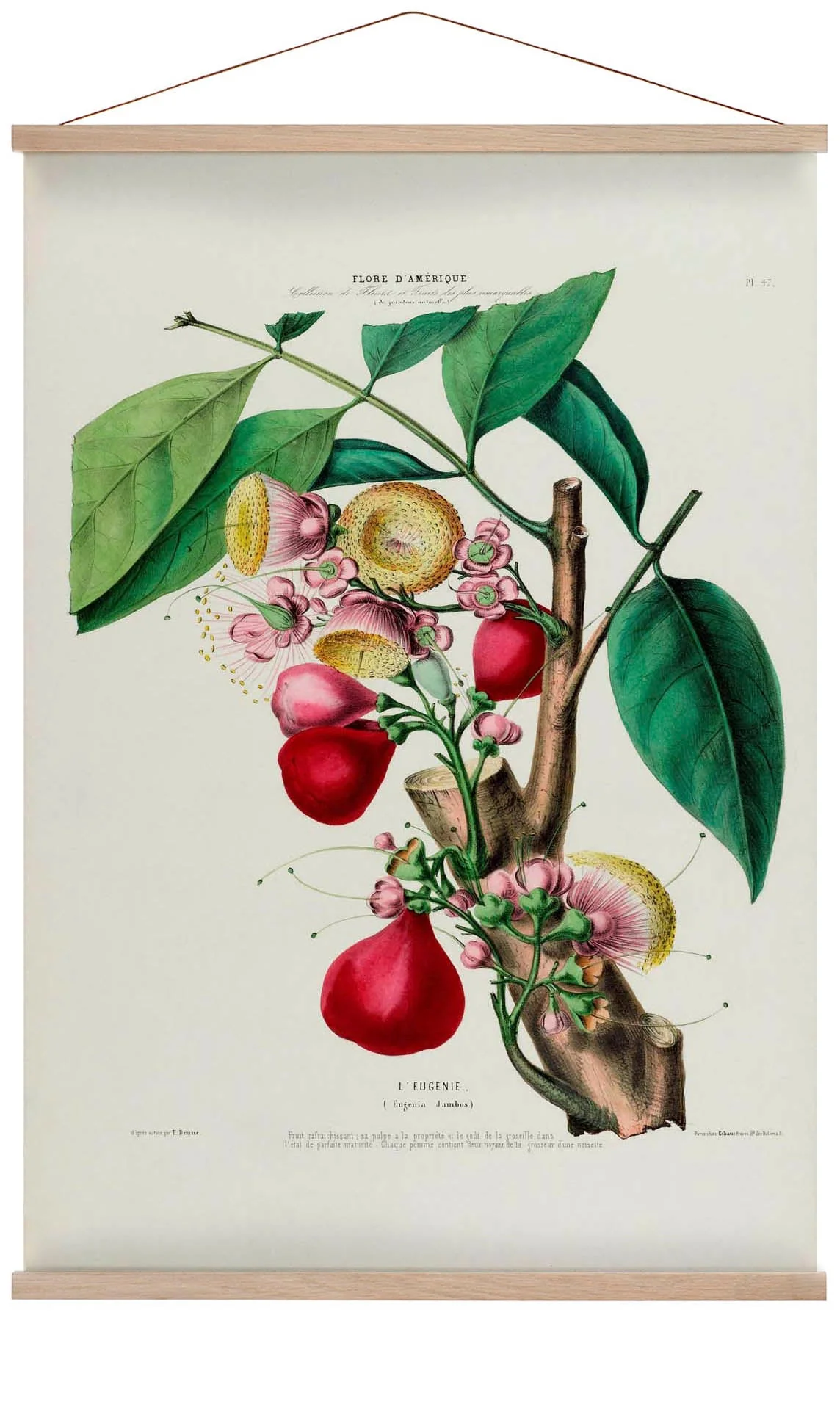 L'Eugenie